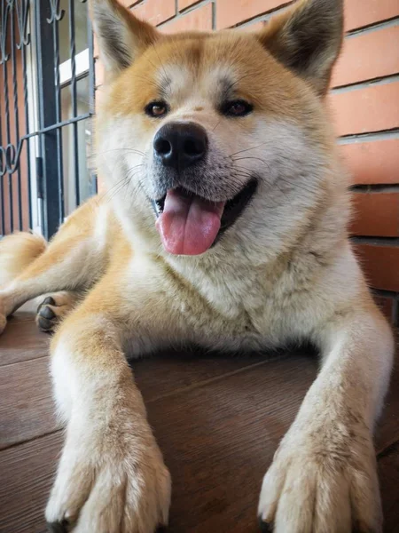 CSmiling Akita-Inu cão deitado em um piso de azulejos — Fotografia de Stock