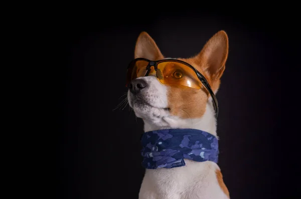 Bajo Retrato Clave Perro Basenji Lindo Con Gafas Amarillas Pañuelo —  Fotos de Stock