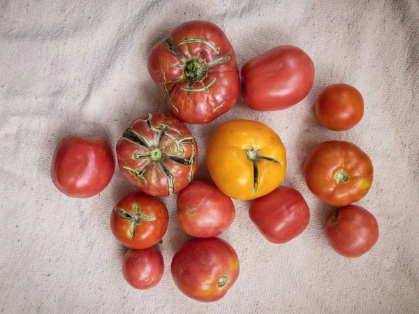 熟した有機トマトは、織物の布に横たわって異なる色 — ストック写真