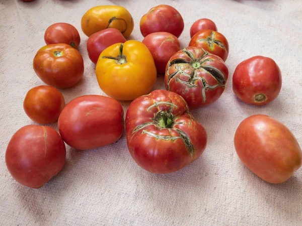 Reife Bio-Tomaten verschiedene Farben auf Textiltuch liegend — Stockfoto