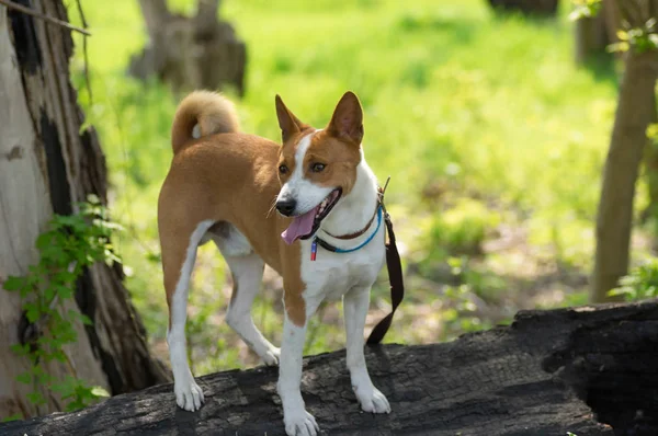 Basenji köpek bahar sezonunda yanmış bir ağaç kütüğü üzerinde duran