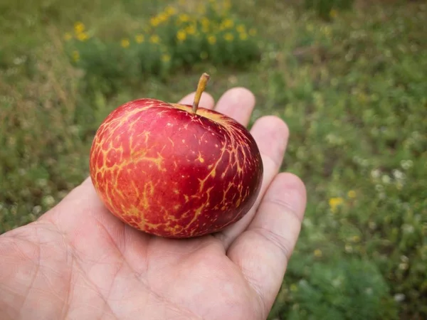 Ανθρώπινη παλάμη λήψη όμορφο κόκκινο οργανικό μήλο με κίτρινα Viens — Φωτογραφία Αρχείου