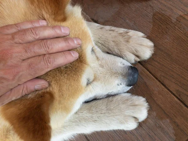 Top vHuman palma acariciando gran cabeza de perro joven Akita-Inu acostado en un suelo de baldosas —  Fotos de Stock