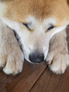 Karo zemin üzerinde kalın pençeleri arasında yatan genç Akita-Inu köpek büyük başkanı yakın görünümü