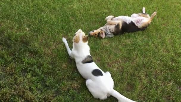 Sepasang Anjing Pemburu Yang Sedang Beristirahat Rumput Hijau Seperti Beberapa — Stok Video