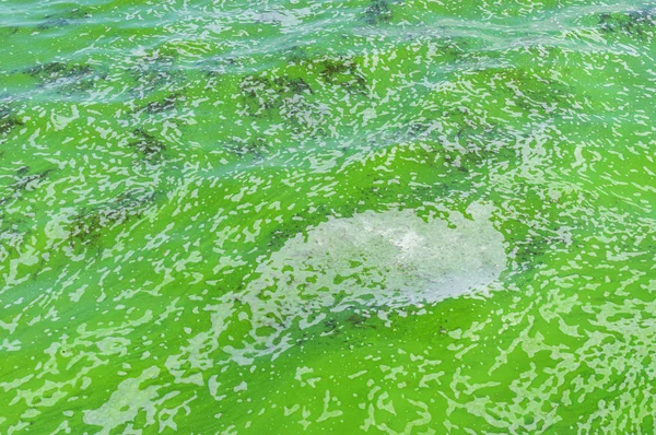 Groene Oppervlak Van Oekraïense Rivier Dnepr Bedekt Door Cyanobacterias Als — Stockfoto