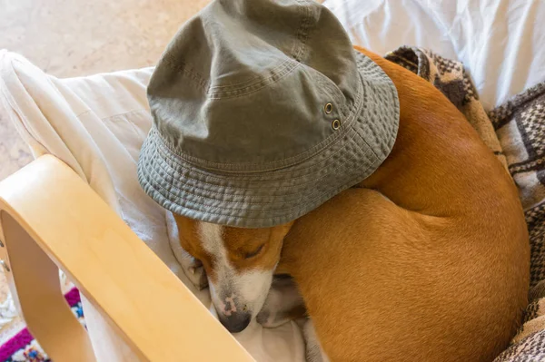 Bovenaanzicht Basenji Hond Slapen Stoel Onder Menselijke Hoed — Stockfoto