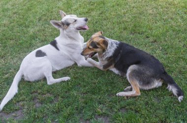 Bir çift melez mutlu sokak köpeği parkta bir bahar çimlerinde yatıyor.