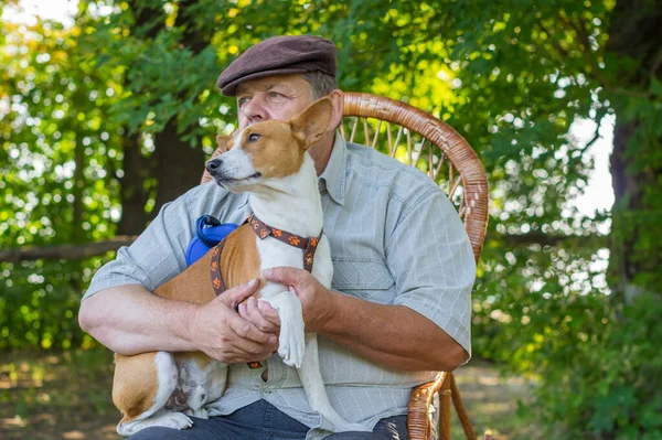 Tatlı Basenji Köpeğinin Portresi Yaz Parkında Dinlenirken Ustasının Ellerinde Oturuyor — Stok fotoğraf