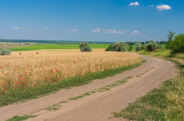 Yaz manzarası, olgunlaşmış buğday tarlalarının yanında Ukrayna 'nın Dnipro kenti yakınlarında bir toprak yolu.