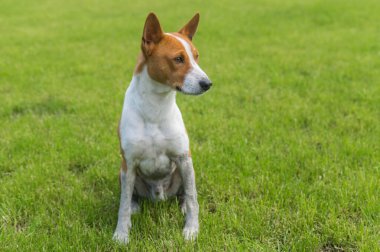 Kirli bir yerde koştuktan sonra taze çimlerde oturan pis, olgun bir Basenji köpeğinin tam bpdy portresi.