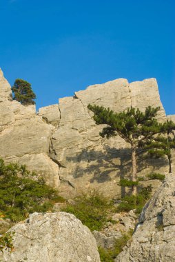 Cimean yarımadasındaki kayalık dağda büyüyen çam ağacıyla kaplı manzara 