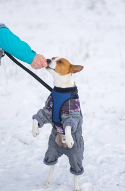 Üstat, Basenji köpeğini elleriyle besliyor kışlık ceket giyiyor ve karla kaplı bir zeminde arka ayaklarının üzerinde duruyor.