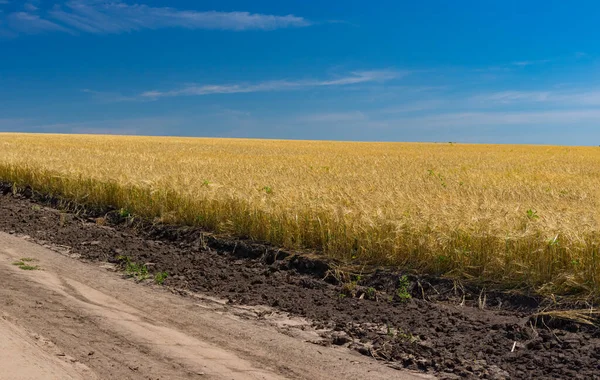 Ukrainische Sommerlandschaft Mit Weizenfeld Und Erdweg Daneben Stockfoto