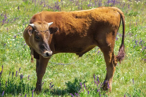 Portrait Mignon Taureau Veau Enchaîné Sur Prairie Fleurie Été — Photo