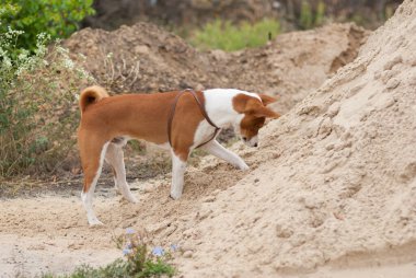 Genç Basenji köpeği içinde küçük rodentkalkan ararken kum yığını kazıyor.