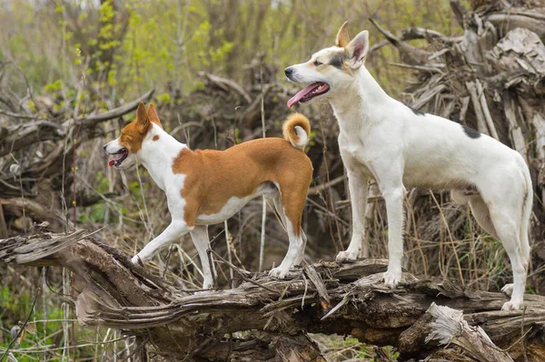 Gran Cruzada Blanca Caza Perro Del Norte Escoltando Basenji Uno —  Fotos de Stock