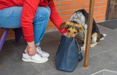 Melez dişi köpek eşikte otururken çantasını kontrol ediyor.