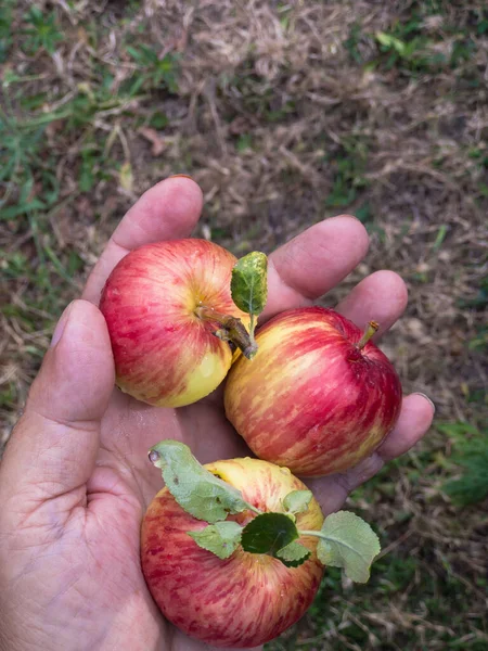 Κάτοψη Της Παλάμης Του Ανώτερου Γεωργού Βιολογικά Μήλα Καλυμμένα Δροσιά — Φωτογραφία Αρχείου