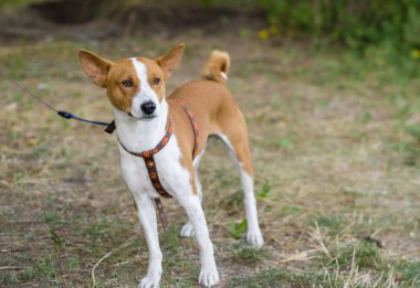 Şahane Basenji köpeğinin tasmalı açık hava portresi.