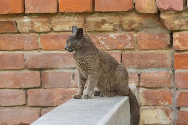 Hermoso Gato Joven Alienígena Sentado Parapeto Contra Pared Ladrillo —  Fotos de Stock