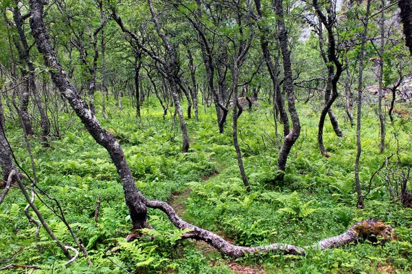Göcsörtös Törpe Birches Páfrány Dél Norvégia Sarkvidéki Erdő — Stock Fotó