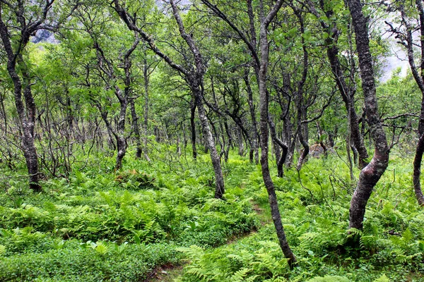 Arktischer Wald Aus Knorrigen Zwergbirken Und Farnen Norwegen — Stockfoto