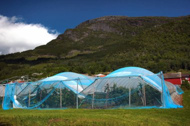 Lofthus meyve bahçelerinde yakınındaki Hardanger fiyort, Hordaland ilçe, Norveç.