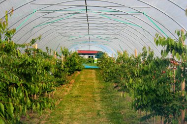 Lofthus, meyve bahçelerinde yakınındaki Hardanger fiyort, Hordaland İlçesi, Norveç.
