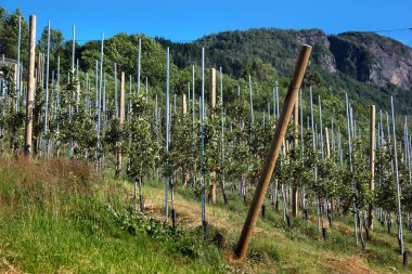 Meyve bahçeleri içinde Hardanger fiyort, Hordaland İlçesi, Norveç