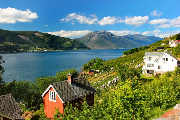 Hardanger fiyort, Hordaland İlçesi, Norveç kıyıları meyve bahçeleri.