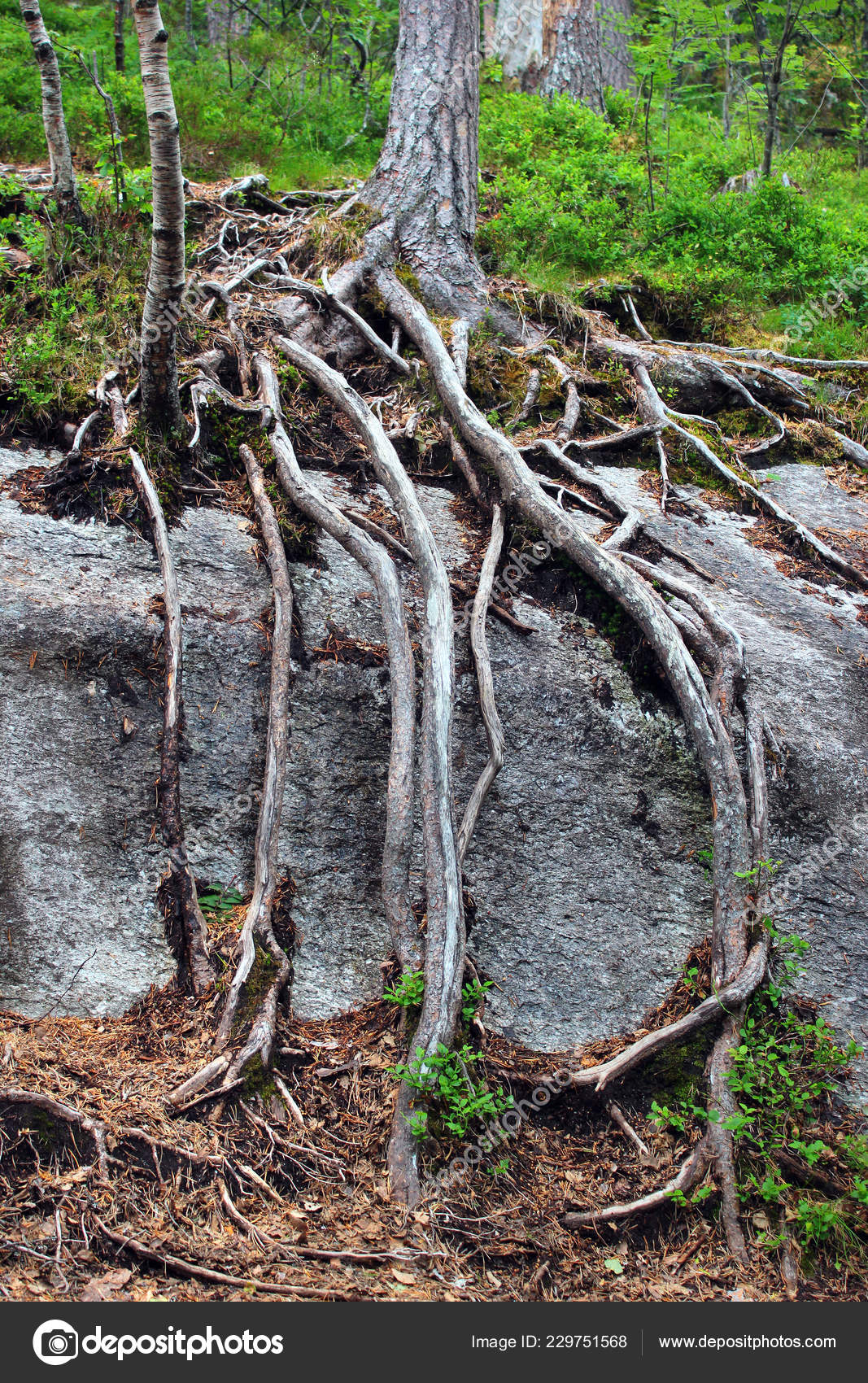 Pine Tree Roots Stone Stock Photo C Tarkus 229751568