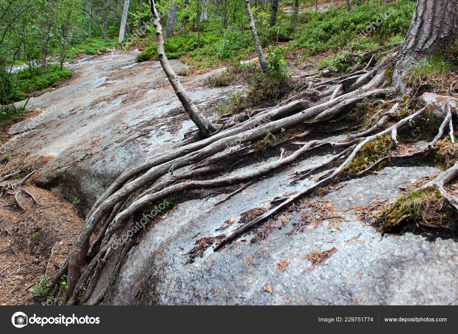 Pine Tree Roots Stone Stock Photo C Tarkus 229751774