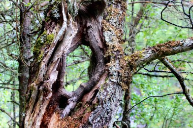 Eski ağaç gövdesi ile bir delik ile