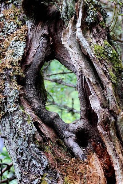 通し穴と古い木の幹 — ストック写真