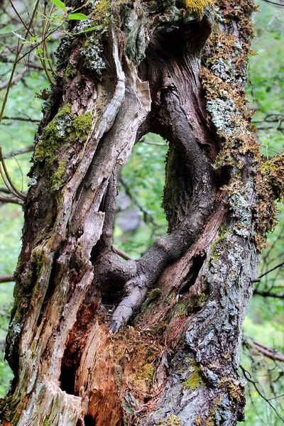 通し穴と古い木の幹 — ストック写真