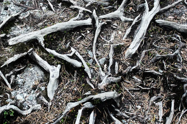 Kořeny Borovic Abstraktní Botanické Pozadí — Stock fotografie