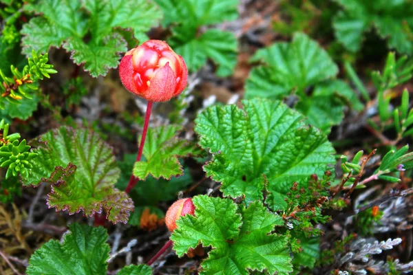 Cloudberry Rubus Chamahumus Арктической Тундре Норвегия — стоковое фото