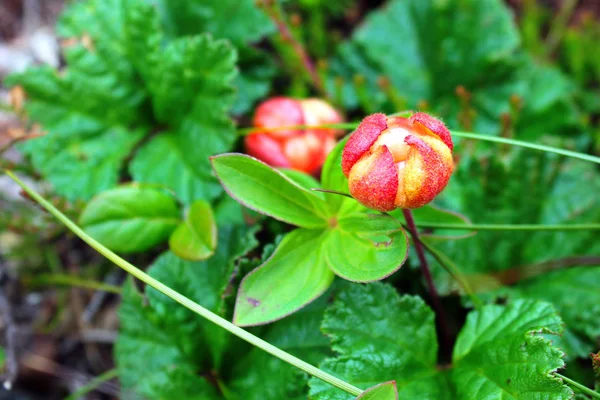 Клубника Rubus Chamaemorus Арктике Норвегия — стоковое фото