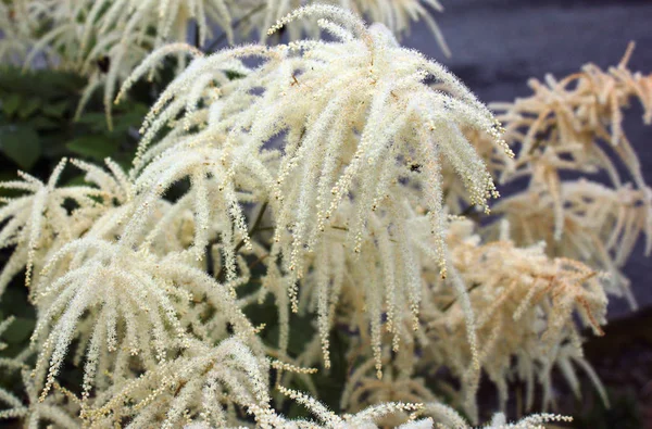 Fleurs Barbe Chèvre Aruncus Dioicus Norvège — Photo