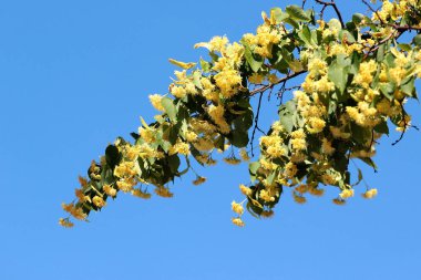 Ağaçtaki ıhlamur çiçekleri