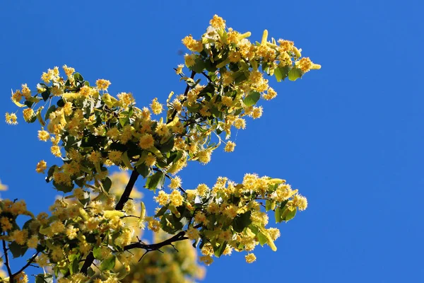 木の上のリンデンの花 — ストック写真