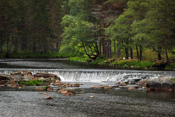 Каскады Воды Реке Сира Сирдале Норвегия — стоковое фото