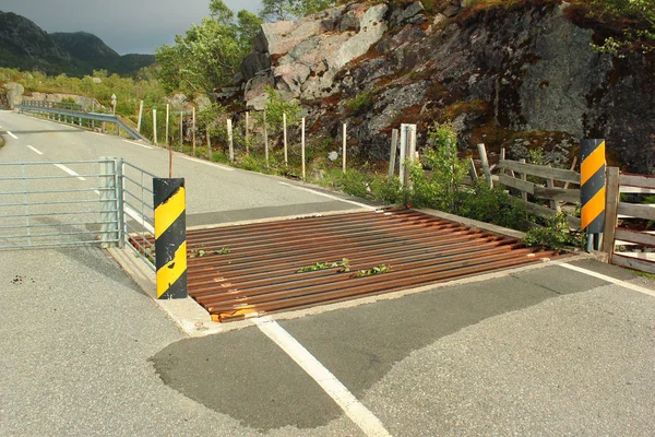 Sığır Kılavuz Bir Yolda Southern Norway — Stok fotoğraf