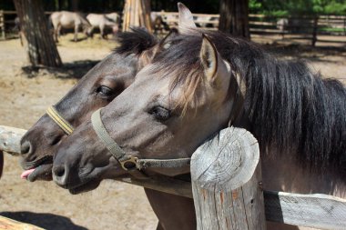 Konik (Equus ferus caballus), bir Polonyalı ilkel yarı vahşi at, Roztocze Milli Park, Polonya