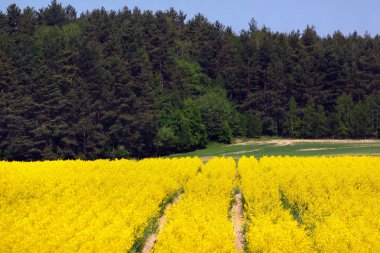 Çam ormanı içinde geçmiş olan sarı tecavüz alanlar