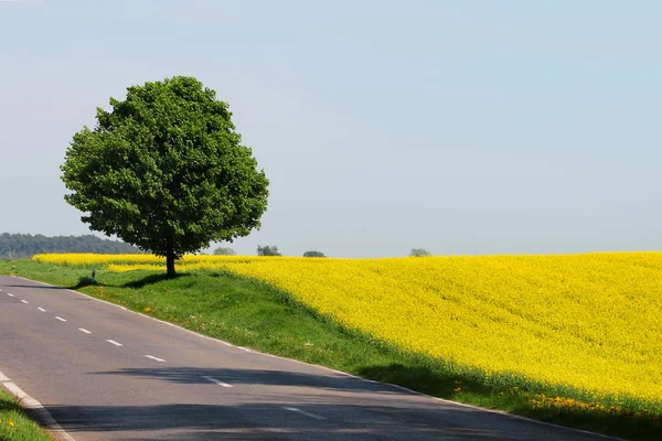 Country Road Yellow Rape Field — Stock Photo, Image