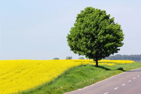 Route Campagne Dans Champ Viol Jaune — Photo