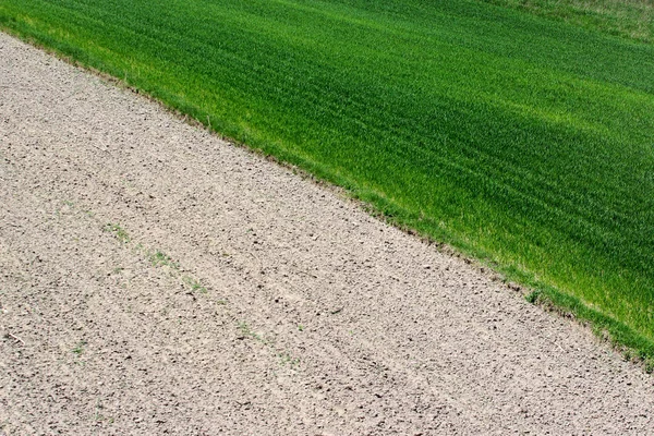 Campo Surcado Vacío Brotes Verdes Frescos Como Fondo — Foto de Stock