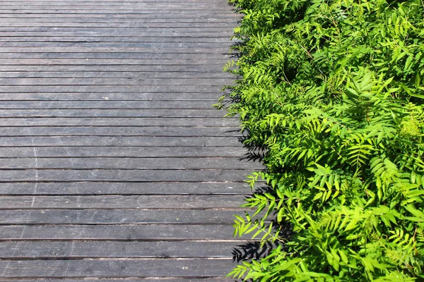 木製の床の背景に緑を葉します — ストック写真